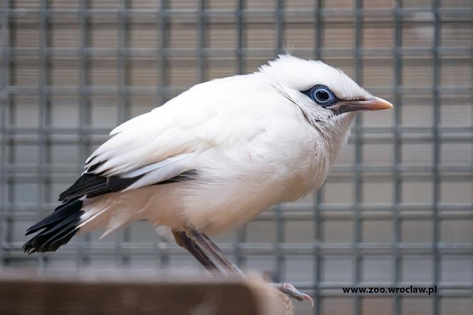 W zoo we Wrocławiu wykluły się szpaki balijskie. Co za piękne białe ptaki! [ZDJĘCIA]