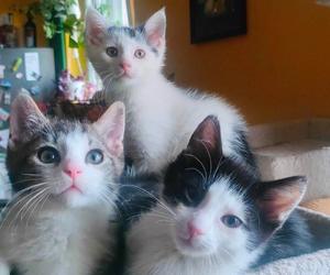 Chcesz mieć kota? Pomyśl o adopcji! Te piękne kociaki czekają na swój dom [ZDJĘCIA]