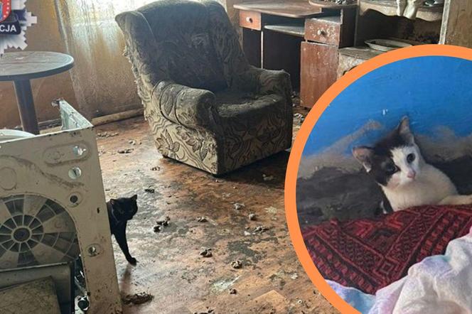W tak tragicznych warunkach trzymali koty w domu. Dwie osoby usłyszały zarzuty 