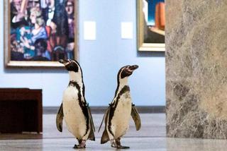 Pingwiny opanowały muzeum
