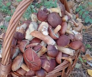 Prawdziwe skarby jesieni. Listopad to idealny czas na grzyby w Świętokrzyskiem? [Zdjęcia Waszych zbiorów]