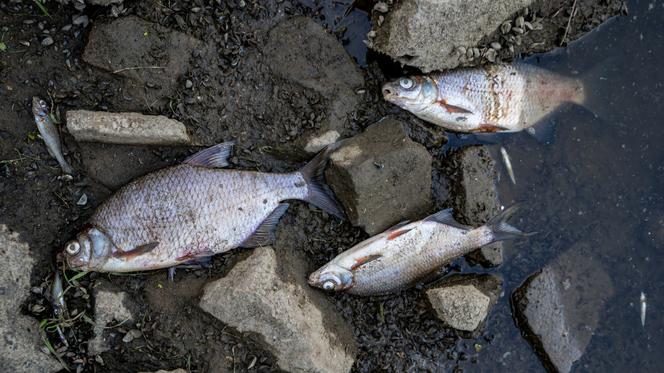 Tony śniętych ryb w Odrze! Rzeka skażona poważną trucizną! Trwa ustalanie przyczyny