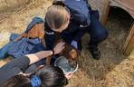 Policjanci z Goleniowa uratowali porzuconego psa