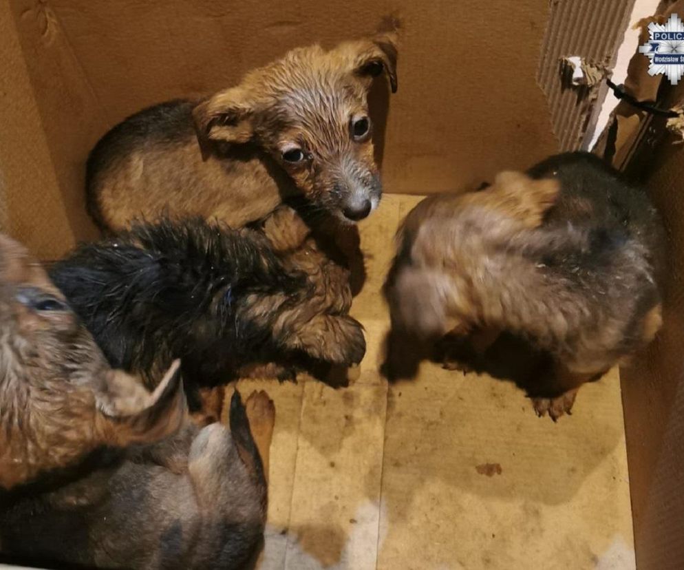 Serce pęka na ten widok. Spakował małe pieski do kartonu i wyrzucił w lesie na pewną śmierć