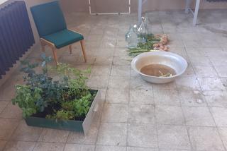 Przegląd Sztuki Survival