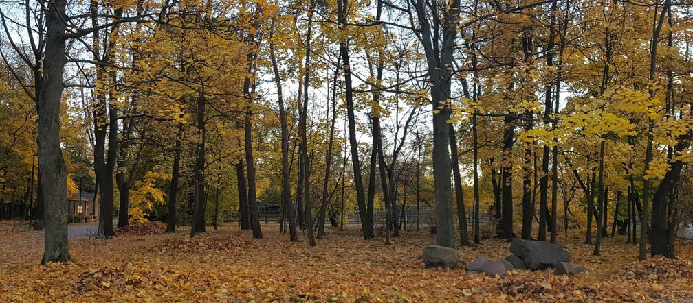 Park 1000-lecia w Lesznie na chwilę przed zachodem słońca