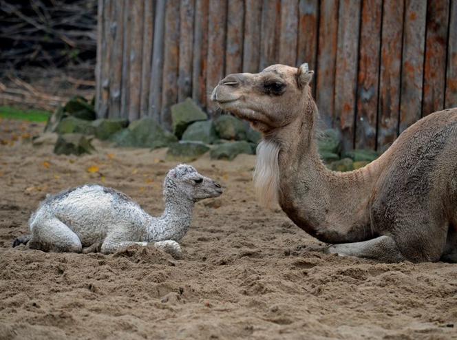 Wielbłądziatko przyszło na świat we wrocławskim zoo