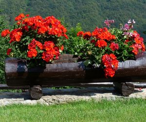 Pelargonie grozy. Tych kwiatów lepiej nie sadzić na balkonach