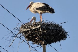 Kajtek bocian podwórkowy