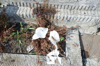 Pan Waldemar: Menele robią kupę na mój grób rodzinny