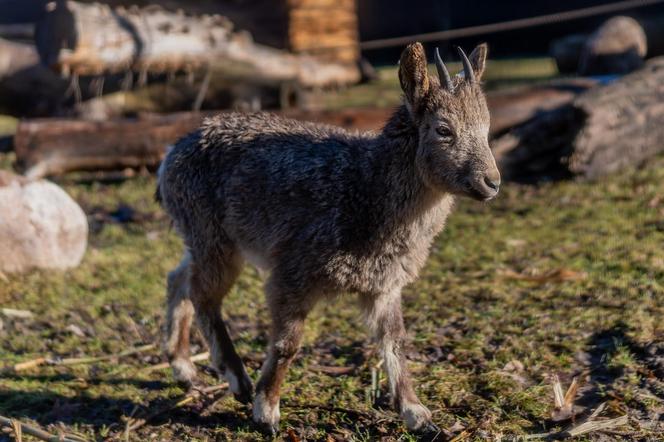 Nowy mieszkańcy łódzkiego Zoo. To bardzo rzadki gatunek