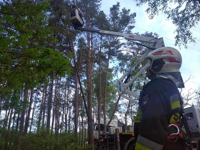 Wypadek na DK 10 w Solcu Kujawskim! Ciężarówka wypadła z drogi i uderzyła w drzewa [ZDJĘCIA]