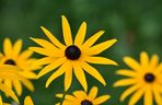 Rudbekia błyskotliwa