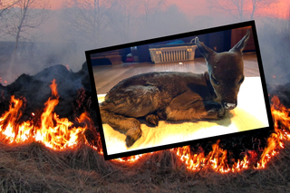Młode zwierzęta płoną żywcem w pożarach łąk! Okrutne pokłosie wypalania traw