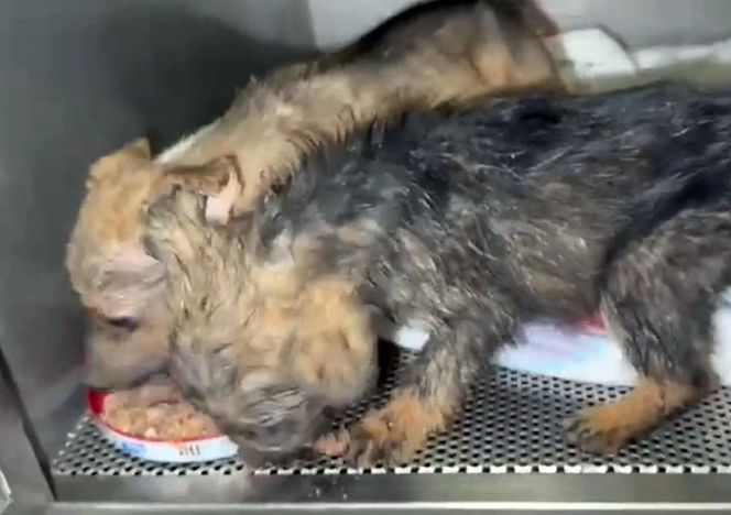 Porzucone szczeniaki w pudełku znalezione w środku lasu