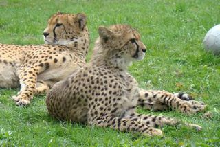 Śląskie ZOO: zobacz najciekawsze zwierzęta z chorzowskiego ogrodu [ZDJĘCIA,WIDEO]