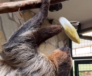 Leniwiec z ZOO Wrocław