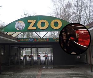 Nietoperz - wampir zwyczajny z poznańskiego zoo miał prawdziwą… krwawą ucztę! Zobacz, co dostał do jedzenia