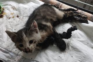 Mały kociak wpadł do smoły. Zwierzak omal nie uniknął śmierci