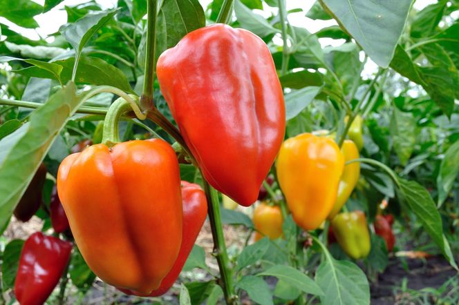 Naturalny nawóz do papryki. Wykorzystaj ten domowy sposób i ciesz się obfitymi plonami