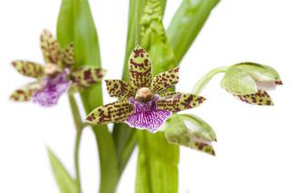 Storczyk Zygopetalum