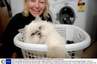 Kot wyprany w pralce