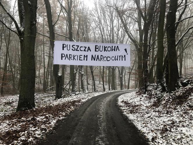 Wycinka drzew w Puszczy Bukowej