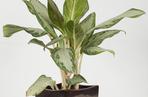 Aglonema