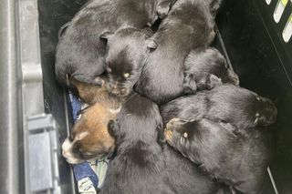 Dziewięć szczeniąt uratowanych. Wspólna akcja policji i schroniska 