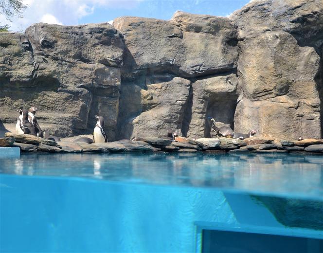 Chętni na spotkanie z pingwinami? Znów czekają na odwiedzających w śląskim zoo