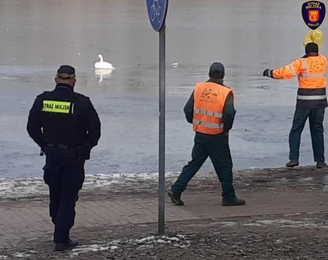 Kielce: Na ratunek łabędziowi! PRZYMARZŁ do tafli lodu i nie mógł się ruszyć!