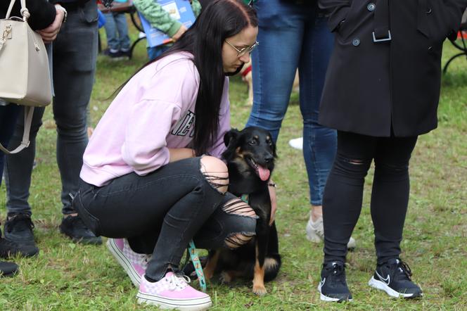 IX Piknik Przyjaciół Schroniska w Toruniu