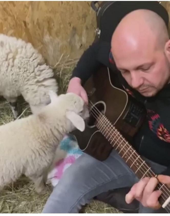 Leczy owce muzyką