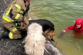 Pies ruszył na ratunek tonącemu przyjacielowi