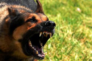 Sosnowiec: Wściekły pies zrzucił seniorkę ze schodów! Stan kobiety jest krytyczny