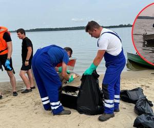 Złote algi w Kanale Gliwickim. Odłowiono blisko tonę śniętych ryb