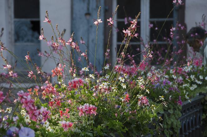 Gaura