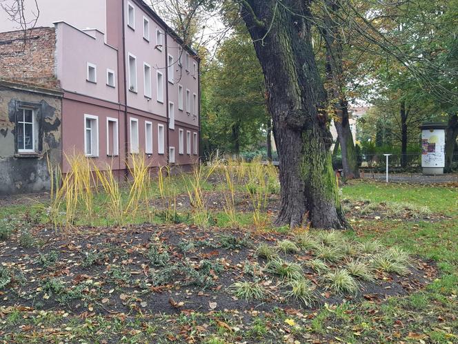 Rośliny posadzone, brakuje tylko kilku elementów. Skwer dr. Kuźniaka w Lesznie prawie gotowy