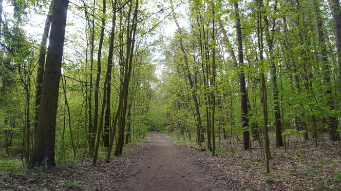 Leży w pobliżu centrum Olsztyna i wygląda bajecznie wiosną. Zobacz piękny rezerwat Mszar [ZDJĘCIA]