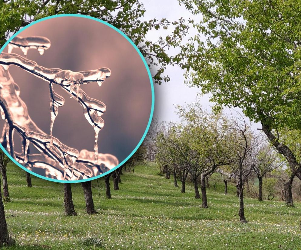 Przymrozki zniszczyły uprawy. Zrozpaczeni rolnicy i sadownicy liczą straty