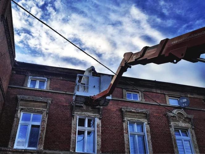 Pluskwy, karaczany to plaga w bydgoskich mieszkaniach. Ale jest i druga. Do mieszkań przez rury kanalizacje dostają się gryzonie