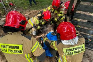 Giżycko. Łoś wpadł do studni. Konieczna była interwencja strażaków [ZDJĘCIA]
