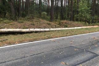 Drzewo spadło na volkswagena. Turysta z Krakowa utknął w aucie