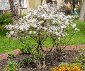Magnolia gwiaździsta