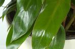 Filodendron
