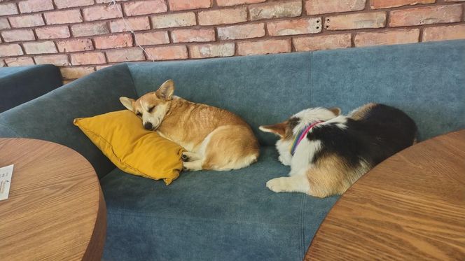 Pierwsza w Polsce kawiarnia z psami Corgi