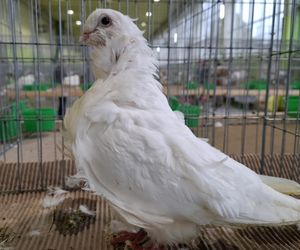 Kalisz. Rasowe gołębie, drób i króliki można podziwiać w hali OSRiR