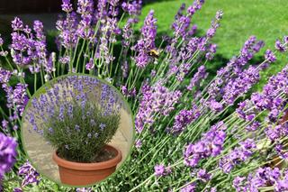 Lawenda w doniczce - jak dbać o lawendę uprawianą w pojemnikach?