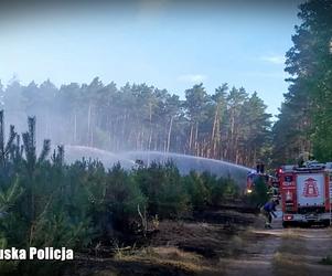 Pożar lasu pod Świebodzinem zdetonował 18 niewybuchów z okresu II wojny światowej