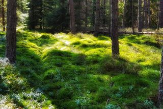 Torfowisko Baligówka